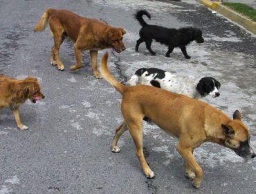 Gobierno suspende polémica indicación que permitía la caza de perros salvajes