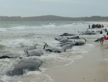 Unas 200 ballenas se quedan varadas en una bahía de Nueva Zelanda