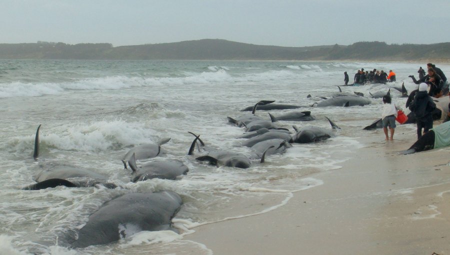 Unas 200 ballenas se quedan varadas en una bahía de Nueva Zelanda