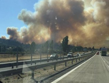 Declaran alerta roja por incendio forestal en Casablanca: 100 casas han sido evacuadas