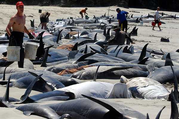 Devuelven al mar parte de las 198 ballenas varadas en una bahía en Nueva Zelanda