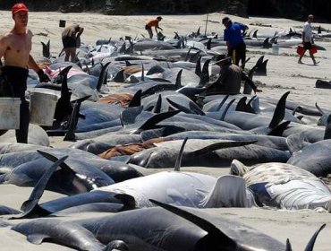 Devuelven al mar parte de las 198 ballenas varadas en una bahía en Nueva Zelanda