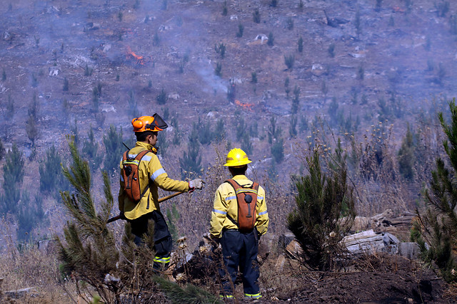 Controlan incendio forestal en Collipulli y Onemi levanta la alerta roja