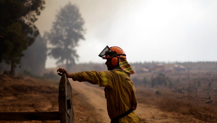 Controlan dos incendios forestales que arrasaban más de 50 hectáreas en la Región de La Araucanía