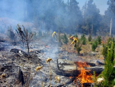 Onemi comunica que incendios forestales han afectado a cerca de 10 mil hectáreas