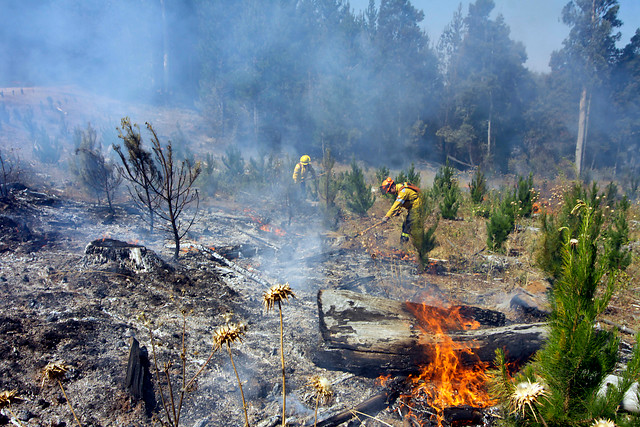 20 incendios se mantienen activos y más de 50 controlados en la zona centro–sur del país