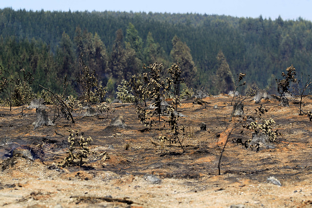 Conaf logra controlar cuatro incendios forestales en las regiones de O’Higgins y La Araucanía