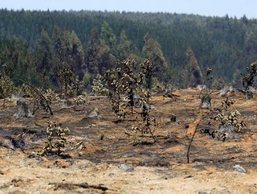 Conaf logra controlar cuatro incendios forestales en las regiones de O’Higgins y La Araucanía