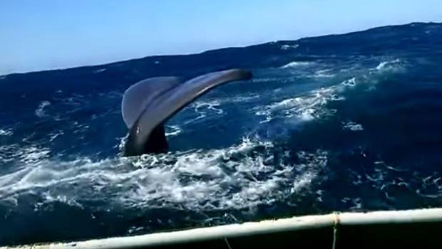 Grupo de ballenas chocan contra lancha de pescadores en Lebu