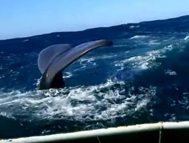 Grupo de ballenas chocan contra lancha de pescadores en Lebu