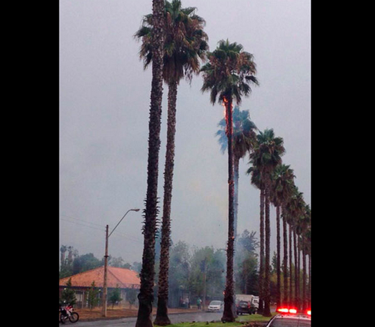 Foto: Rayo incendió una palmera en San Carlos de Apoquindo