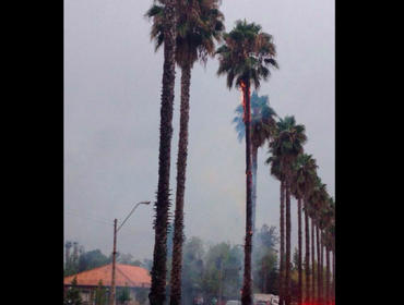 Foto: Rayo incendió una palmera en San Carlos de Apoquindo