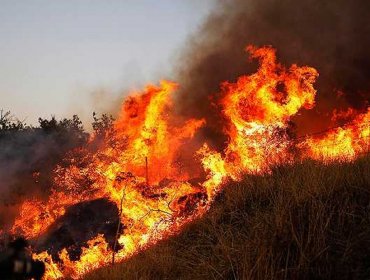 Detienen a presunto autor de incendio forestal en la comuna de El Quisco