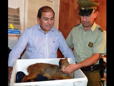 Carabineros rescatan a pequeño pudú atropellado en carretera de Lautaro