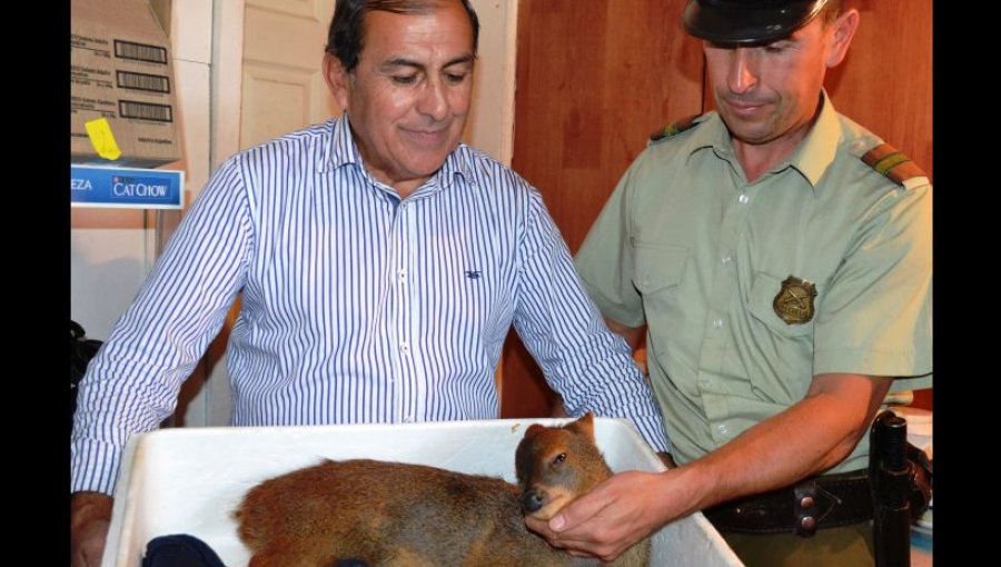 Carabineros rescatan a pequeño pudú atropellado en carretera de Lautaro