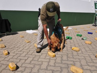 Dos detenidos y más de 40 kilos de cocaína arroja operativo antinarcóticos de la PDI