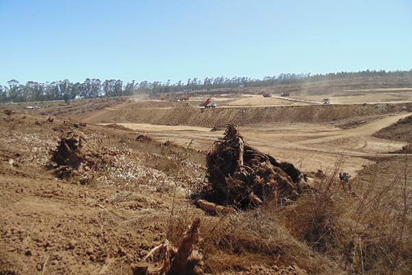 San Antonio: Multan a empresa que taló de manera ilegal cerca de 2 hectáreas de bosque nativo