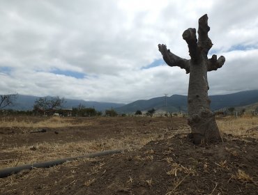 Piden declarar emergencia agrícola en comunas afectadas por la sequía en el sur del país