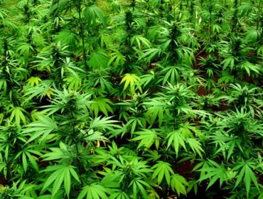 Decomisan 975 kilos de marihuana en vivienda paraguaya en frontera con Brasil