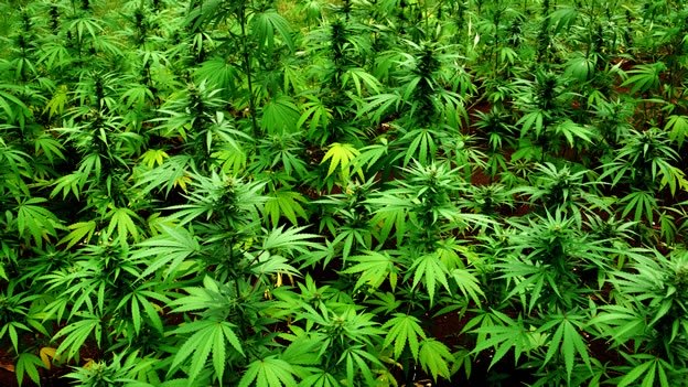 Decomisan 975 kilos de marihuana en vivienda paraguaya en frontera con Brasil