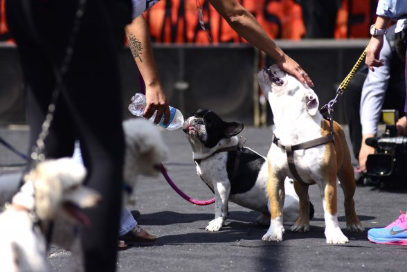 Primer festival de cuidado y tenencia responsable de mascotas