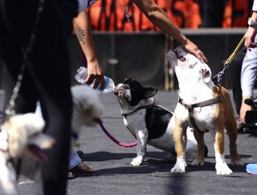 Primer festival de cuidado y tenencia responsable de mascotas