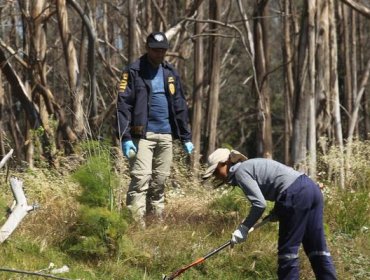 Encuentran osamentas humanas en predio forestal de Colico