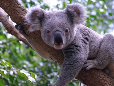 Australia: Sacrifican a 700 koalas por sobrepoblación y hambruna