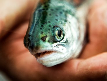 Presentan cargos contra salmonera Australis Mar por incumplimientos ambientales y sanitarios