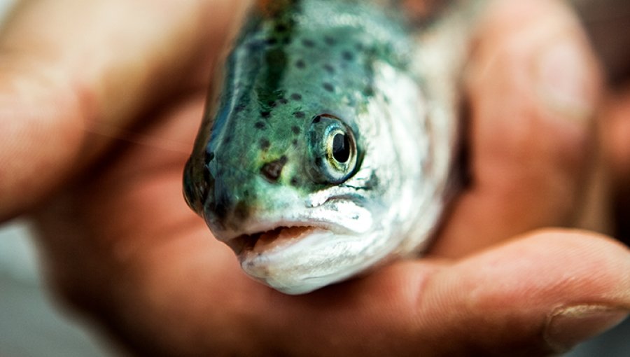 Presentan cargos contra salmonera Australis Mar por incumplimientos ambientales y sanitarios