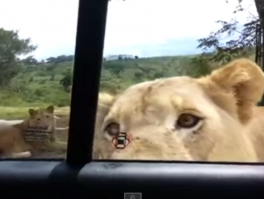 Video: León aterra a turistas al abrir la puerta del auto en que viajaban