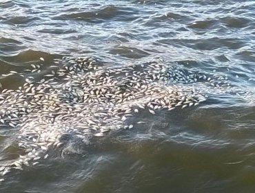 Aparecen miles de peces muertos en las playas de Montevideo y alrededores