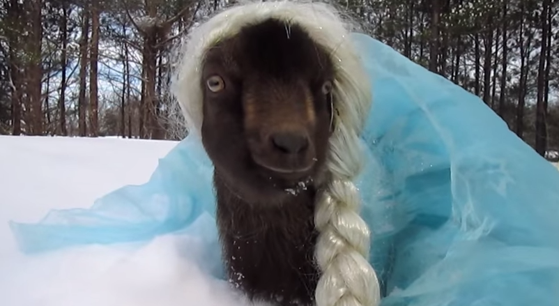 Video: La cabra disfrazada de la princesa Elsa se vuelve viral