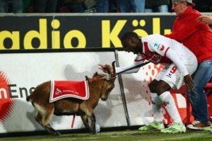 Video: Atacante del Colonia festejó un gol en la Bundesliga con una cabra