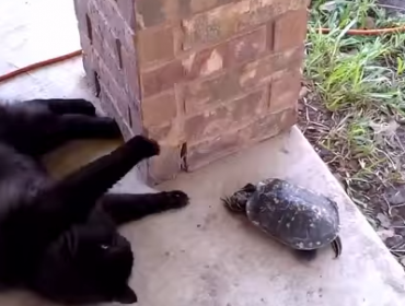 Video: El tierno juego entre un gato y una tortuga se hace viral