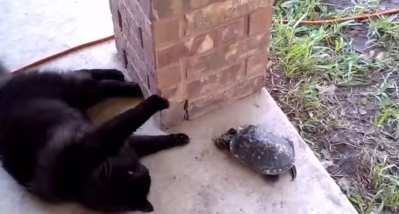 Video: El tierno juego entre un gato y una tortuga se hace viral