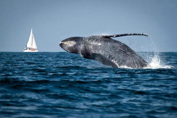 Turista canadiense muere cuando una ballena choca contra embarcación en la que viajaba