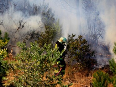 Decretan alerta roja en Malleco, Región de La Araucanía, por incendios forestales