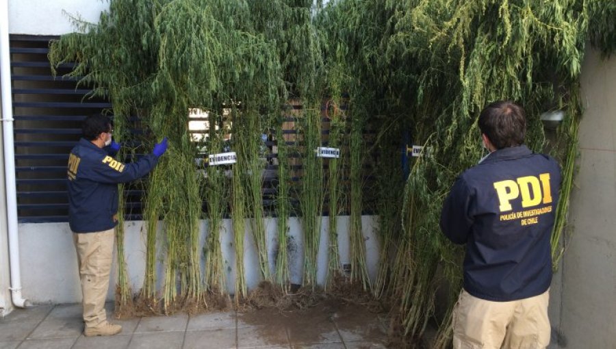 PDI incauta más de 200 plantas de marihuana en Los Ángeles