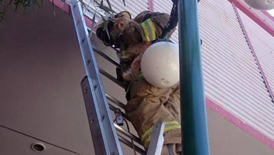 Bomberos rescatan a gato que llevaba tres días sobre un tendido eléctrico en Calama