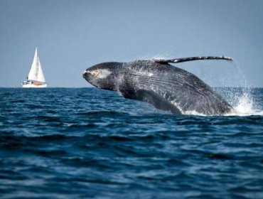 Turista canadiense muere cuando una ballena choca contra embarcación en la que viajaba