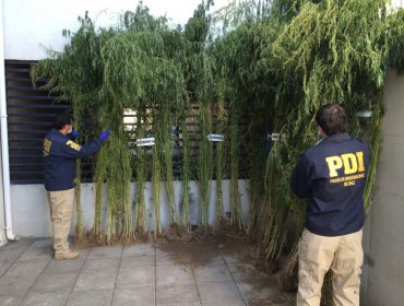 PDI incauta más de 200 plantas de marihuana en Los Ángeles