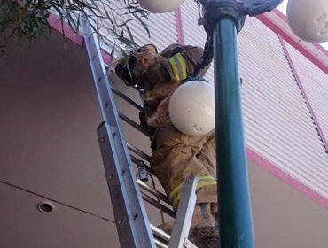 Bomberos rescatan a gato que llevaba tres días sobre un tendido eléctrico en Calama