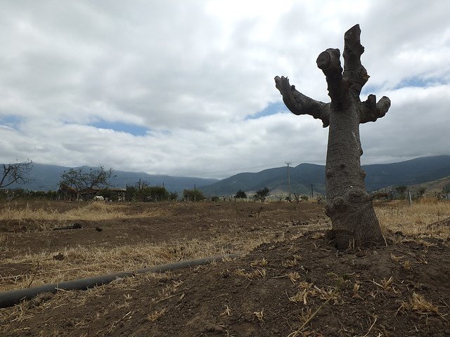 Decretan Zona de Emergencia Agrícola por sequía en la Región de Los Ríos
