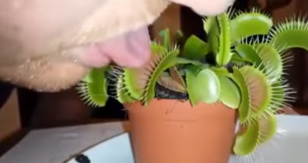 Jamás lo hagas: Esto pasa cuando metes tu lengua a una planta carnívora