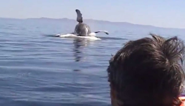 Video: Un hombre liberó a esta ballena de las redes, mira como ella demostró su gratitud