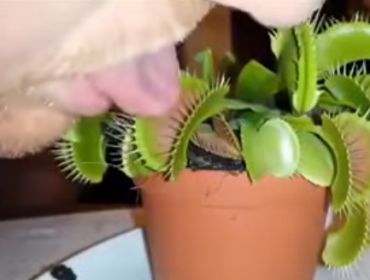 Jamás lo hagas: Esto pasa cuando metes tu lengua a una planta carnívora