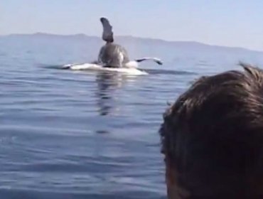 Video: Un hombre liberó a esta ballena de las redes, mira como ella demostró su gratitud