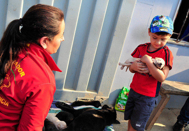 Emocionante rescate a nueve cachorritos tras incendio de Valparaíso