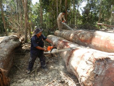 En región del Biobío hombre muere aplastado mientras talaba un árbol